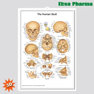 3D Medical Human Anatomy Wall charms/Poster-el modelo de calavera