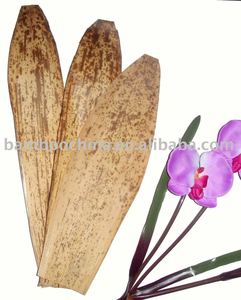 Foglie <span class=keywords><strong>di</strong></span> Bambù Fresche Verdi Confezionate Sottovuoto Foglie <span class=keywords><strong>di</strong></span> Bambù per Sushi - Product Image 5