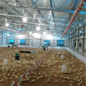 Sistema Avícola Automatizado Cerrado para <span class=keywords><strong>Pollos</strong></span> de Engorde con Sistema de Alimentación y Sistema de Bebederos - Product Image 5