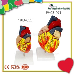 Amplificazione doppia dimensione <span class=keywords><strong>cuore</strong></span> umano in 4 parti assemblare con numero osservazione modello di <span class=keywords><strong>educazione</strong></span> anatomica - Product Image 3