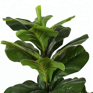 พืชประดิษฐ์ในร่มกระถางต้นไม้ซอใบมะเดื่อ <span class=keywords><strong>Ficus</strong></span> Lyrata เป็นมิตรกับสิ่งแวดล้อม PEVA 1M/3.28Ft - Product Image 2