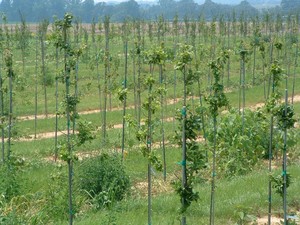 Peças de orquídea de fibra de vidro de alta qualidade para hastes de fibra de vidro do suporte da planta - Product Image 6