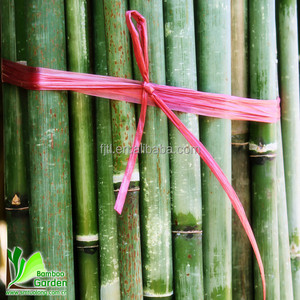 Varas y Cañas de Bambú Amarillo Natural Ecológicas con Diámetro y Longitud Personalizables para Soporte de Plantas - Product Image 3