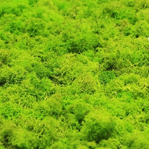 Nuovo Prodotto Ecologico: Parete di Muschio Artificiale Personalizzata per Decorazione Interna ed Esterna - Product Image 3