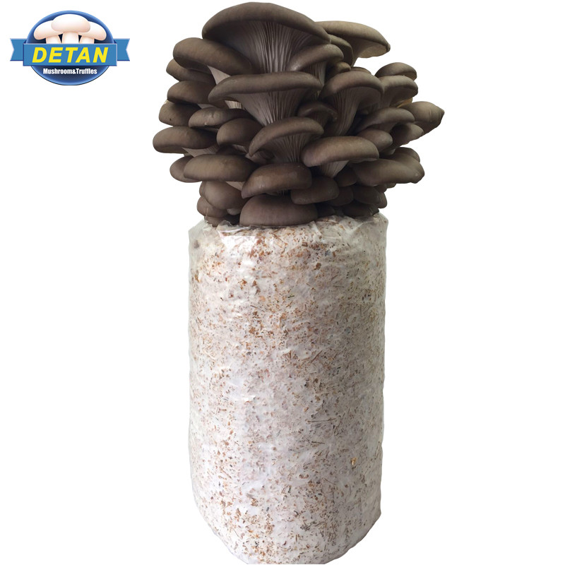 Detan Oyster Mushroom Seeds Production