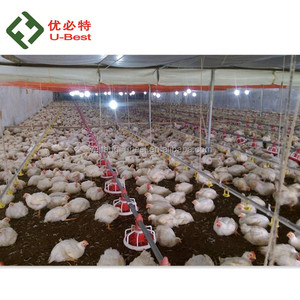 Thiết kế Hiện Đại Trang Trại Gà Gia Cầm Tự Động Feeder cho Gà Thịt và Giống Thiết Bị Máy Móc - Product Image 2