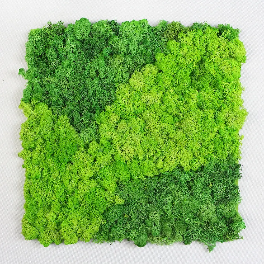 Großhandel grüne farbe erhalten frische natürliche moss für wand dekorationen