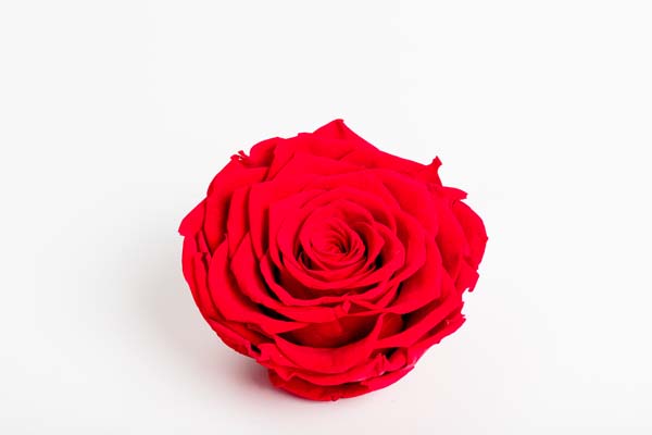 Rojo