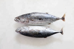 Commercio all'ingrosso di buona qualità Fresco congelato congelato skip jack pesce skipjack tonno per la vendita - Product Image 6