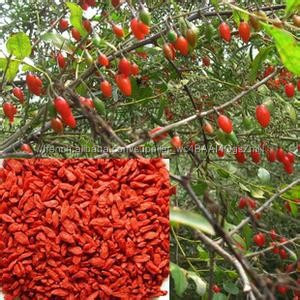Haute qualité naturel Goji Berry extrait / Goji Berry extrait poudre / Wolberry extrait poudre - Product Image 3