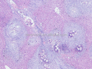 กล้องจุลทรรศน์สไลด์สำหรับวิทยาศาสตร์ทางการแพทย์ - Product Image 3