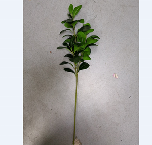 FC7515 Venta caliente plantas artificiales <span class=keywords><strong>Senecio</strong></span> cineraria Dusty Miller verde - Product Image 2