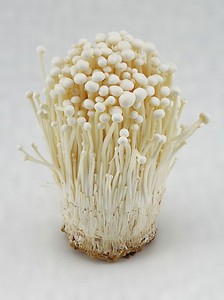 Nombre Botánico del Hongo Enoki Fresco Detan - Product Image 3