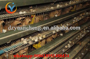 Cages <span class=keywords><strong>de</strong></span> <span class=keywords><strong>caille</strong></span> automatiques commerciales pour <span class=keywords><strong>caille</strong></span> <span class=keywords><strong>de</strong></span> ferme (type A, vente en gros, boîte d'élevage <span class=keywords><strong>de</strong></span> bonne qualité - Product Image 3