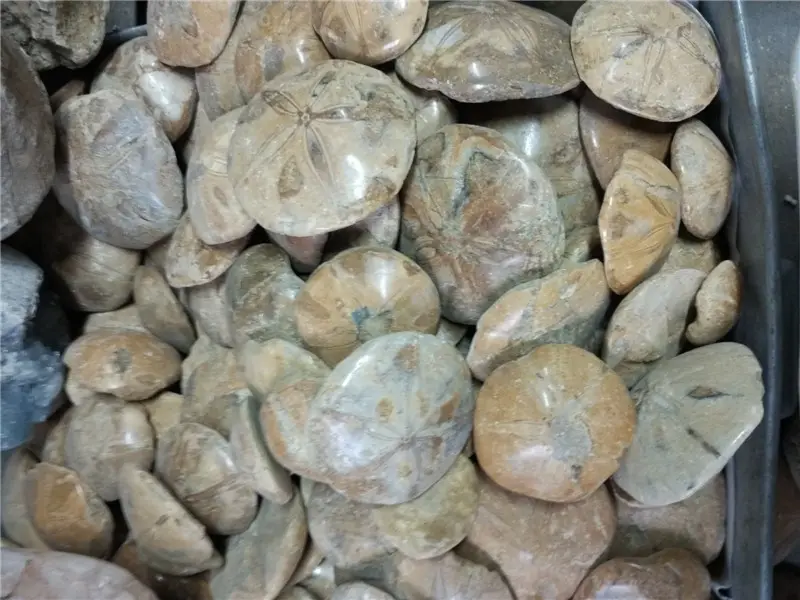 الطبيعية echinoid نجم السمك أو الرمال دولار الحفريات البيولوجية مجموعات عينات من الأحجار الكريستالية المقلدة للزينة أو هدية