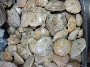 Tự Nhiên Echinoid Sao Cá Hoặc Cát Đô La Hóa Thạch Sinh Học Mẫu Vật Khoáng Vật Cho Trang Trí, Quà Tặng - Product Image 1
