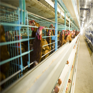 Diseño Automático alimentación beber 120 capas jaula <span class=keywords><strong>pollo</strong></span> aves de <span class=keywords><strong>corral</strong></span> para la venta - Product Image 5