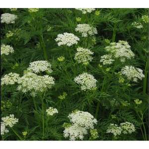 Bitki özü tozu <span class=keywords><strong>Cnidium</strong></span> <span class=keywords><strong>Monnieri</strong></span> L Cuss <span class=keywords><strong>Monnieri</strong></span> özü Osthole <span class=keywords><strong>98%</strong></span> <span class=keywords><strong>Cnidium</strong></span> <span class=keywords><strong>Monnieri</strong></span> özü - Product Image 2