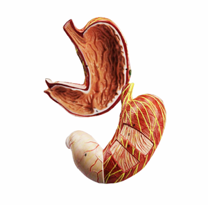 Gelsonlab HSBM-269 Chất Lượng Cao 3D Giải Phẫu Con Người Dạ Dày Mô Hình Cho Mô Hình Giảng Dạy - Product Image 2