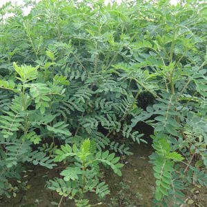 Распродажа, натуральный высокочистый органический экстракт астрагала мембранной - Product Image 4