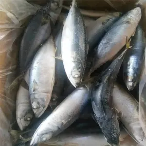 Harga Makarel Frozen Fish Makarel Frozen Pacific Mackerel