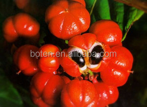 10% 20% bubuk biji paullinia cupana, paullinia cupana biji guarana extract - Product Image 2
