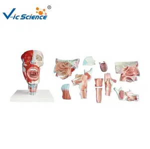 Modello anatomico medico modello di anatomia della cavità della gola, modello di anatomia del naso, modello di anatomia della bocca modello di educazione della scienza medica