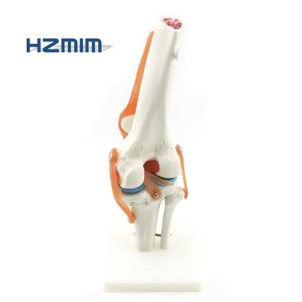 Life size Human knee model for medical education, knee joint model with Ligament