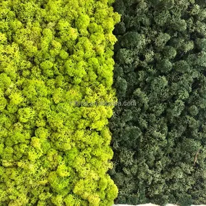 Green Color Preserved Natural decorative Moss for making design moss panel wall