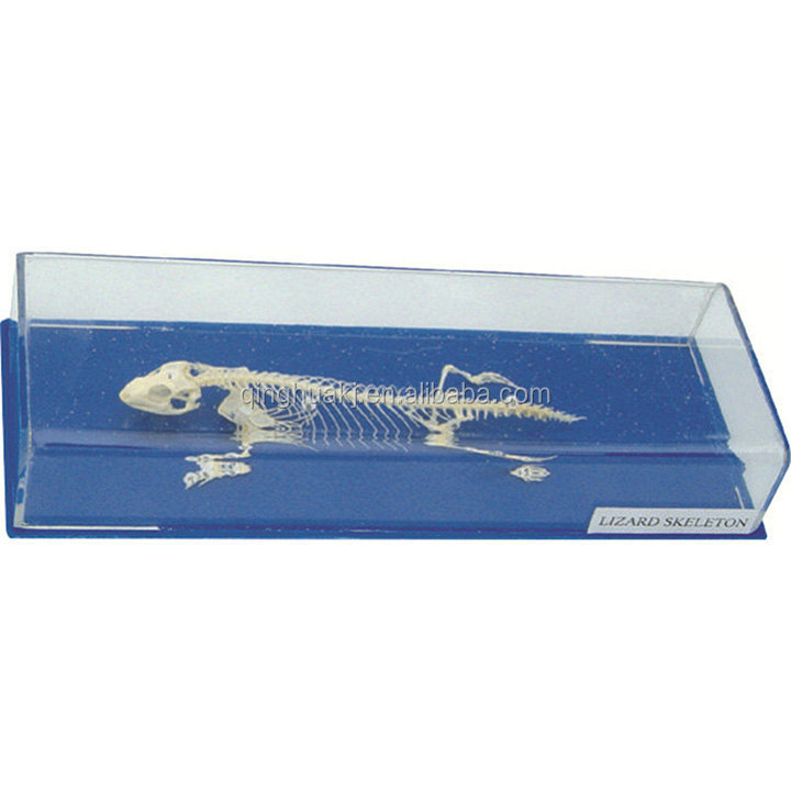 Модель скелета ящерицы в виде биологического животного