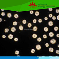 Fixed 50 Kinds Medical Teaching Resource Microbiology Bacterial Educational Slides