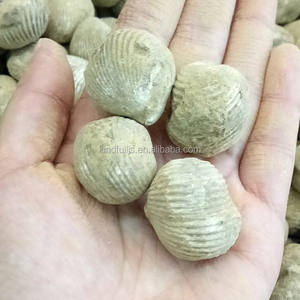 Di Alta Qualità naturale Ostriche Fossili Per La Vendita - Product Image 4