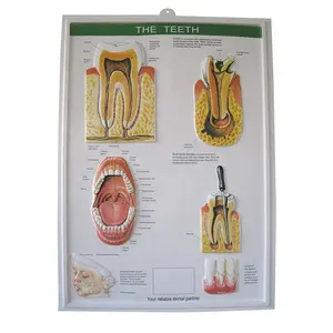 Póster de dientes en relieve 3d al por mayor, póster dental en relieve 3d