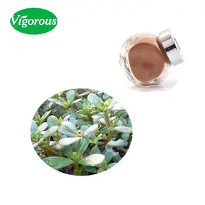 Portulaca oleracea L powder Natural organic purslane extract powder