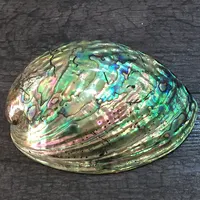 Altamente Lucido Naturale Arcobaleno di Colore Abalone Shell Appariscente Luce di Grandi Dimensioni Abalone Conchiglie Con Il Prezzo All'ingrosso