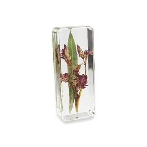 수지에 있는 견본 그리고 진짜 꽃을 가르치기를 위한 수지에 있는 일반적인 Oleander 꽃