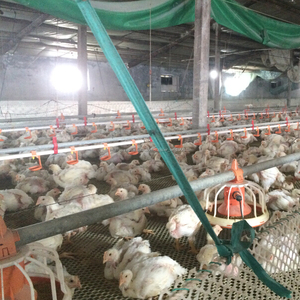 Poultry equipment proveedor en China , automático de pollos de engorde pollo forraje sistema - Product Image 6