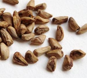 Semillas de Granada Naturales Rivercense de China, Color Amarillo Claro, Cultivadas, de Alto Nivel, Comestibles, Limpias, Secas, a Granel, Enteras, Crudas, Grado Alimenticio - Product Image 3