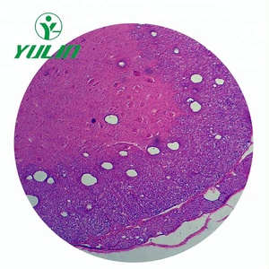 Mejor <span class=keywords><strong>Precio</strong></span> en Cordón Espinal T.S. Diapositivas de Histología Preparadas para Fines Educativos, Regalos de Biología para Adultos y Niños - Product Image 2