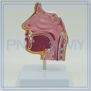 PNT-04361ขนาดชีวิตมนุษย์โพรงจมูกและจมูกกายวิภาคศาสตร์รุ่นวิทยาศาสตร์การแพทย์กายวิภาครุ่นภาพขั้นสูงพีวีซี PNATOMY 240กรัม - Product Image 4