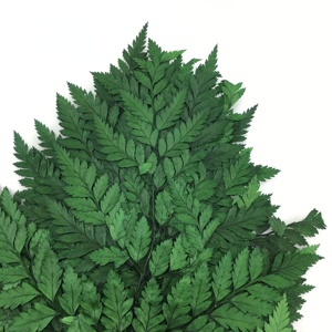 Véritable Polypodiopsida vert préservé feuilles de <span class=keywords><strong>fougère</strong></span> pour toujours plantes pour la décoration de la maison élégant Polypodiophyta Foliages - Product Image 6