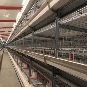 Cage d'Élevage Automatique pour Poussins, Batterie d'Éleveuse pour Poussins d'un <span class=keywords><strong>Jour</strong></span> et Jeunes Poulets de Chair - Product Image 3