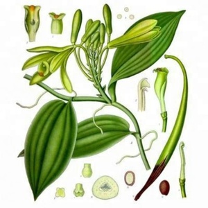 GMP Natural de vainilla en polvo/sabor vainilla CAS: 121-33-5 - Product Image 2
