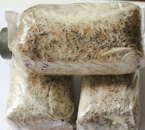 Detan Pom Pom Spawn/Spores de Champignons - Product Image 3