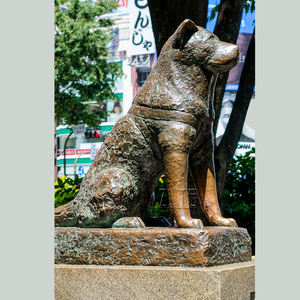 Decoración del jardín de bronce de metal de latón perro <span class=keywords><strong>akita</strong></span> estatua - Product Image 2