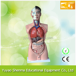 Modelo anatómico de educación médica 85 CM cabeza Humana, cuello, torso modelo - Product Image 1