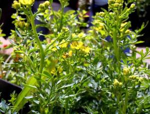 Herbe naturelle brute de Rue (Ruta graveolens) séchée, tiges et feuilles, Rue de jardin pour tisane - Product Image 5