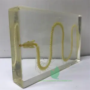 Guangxi Non-venomous Snake Skeleton Educational Preserved Specimen