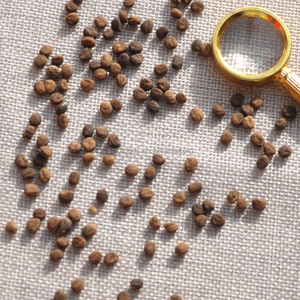 زرع بذور بذور بذور باناكس الجينسنغ الجينسنغ الطبيعية للبيع - Product Image 1