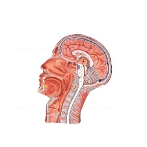 Biyolojik Öğretim Yardımcıları Vasküler Yapısı Yüz Sinir Kan Damarları Modeli - Product Image 2